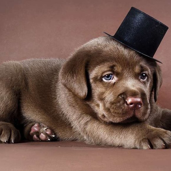 Meet your Posher, Lori - Picture 3 of 4